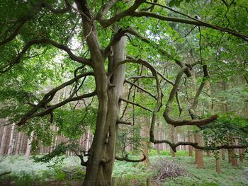 Trees in forest