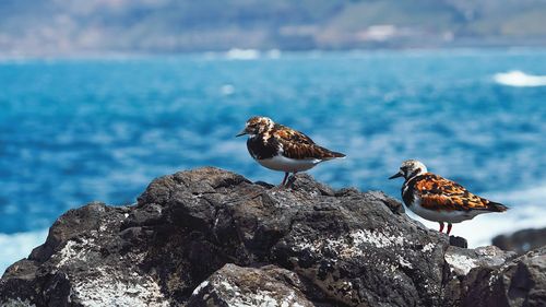 Birds perching on rock