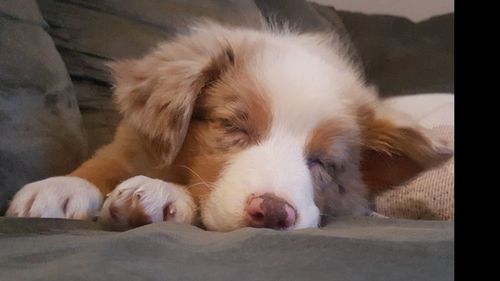 Close-up of dog sleeping at home