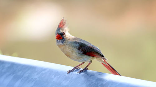 Close-up of bird perching outdoors