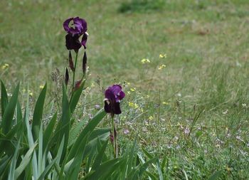 Purple flowers growing in field