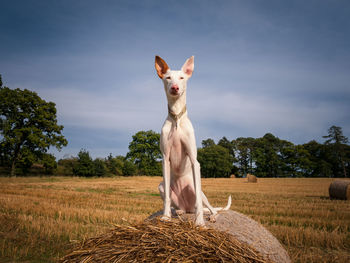 Portrait of a dog on field