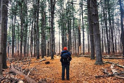 Rear view of man standing in forest