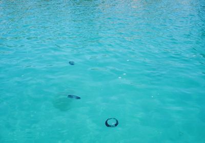 High angle view of swimming in sea