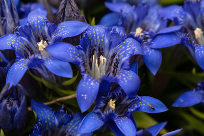 Close-up of water drops on purple flowering plant