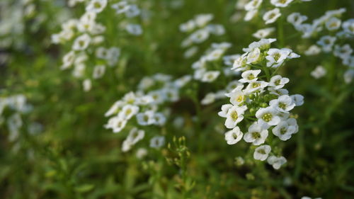 Close-up of white flowers blooming outdoors