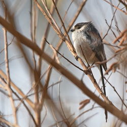 A tail titt between dry thin branches.