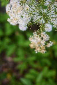 Close-up of white flowering plant