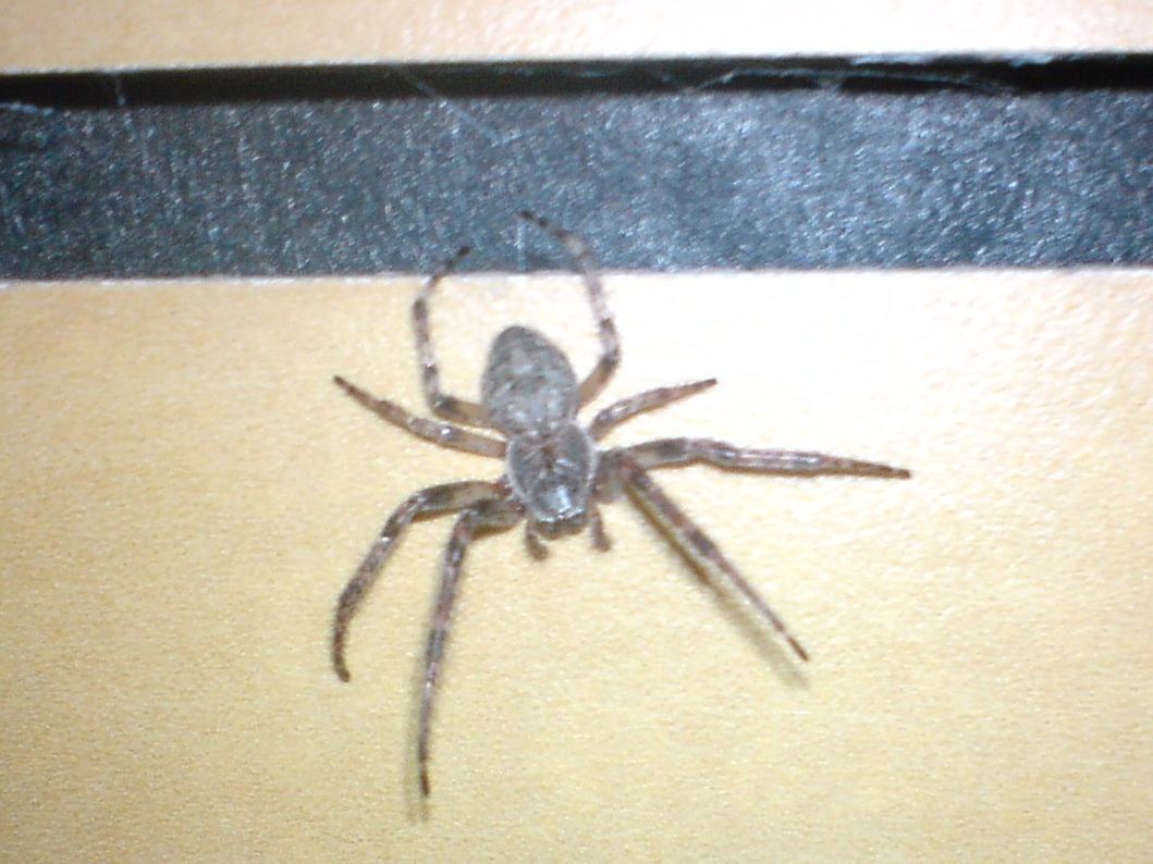 CLOSE-UP OF SPIDER AGAINST WALL