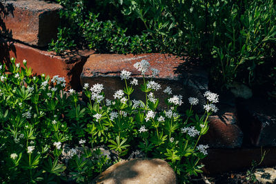 High angle view of flowering plants on field