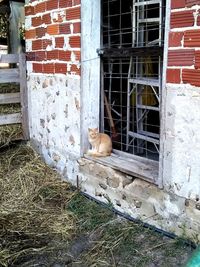 View of a cat looking through window