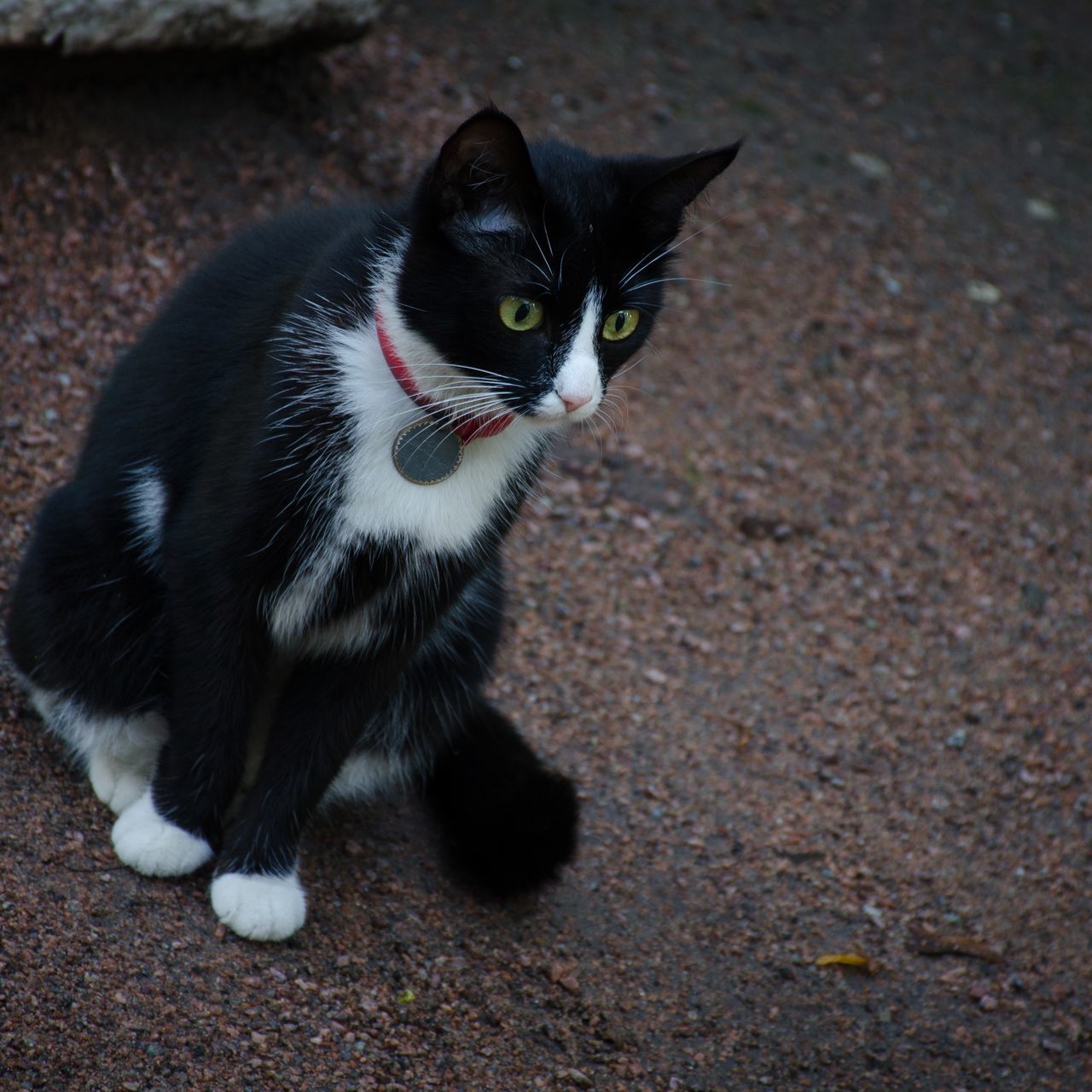 animal themes, one animal, domestic animals, pets, domestic cat, black color, cat, looking at camera, mammal, portrait, feline, zoology, animal, outdoors, whisker, focus on foreground, no people