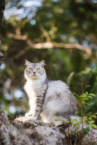 Portrait of cat sitting on tree