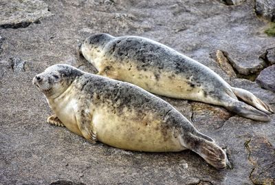 View of an animal on beach