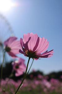 Close-up of pink cosmos flower against sky