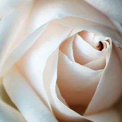 Close-up of white rose