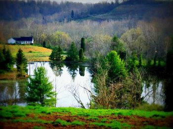 Reflection of trees in water