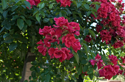 Close-up of red flowers blooming outdoors