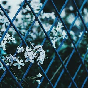 chainlink fence