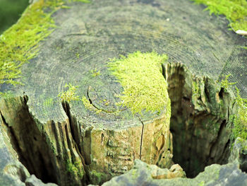 Close-up of tree trunk