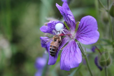 Close-up of bee pollinating on purple flower