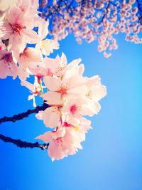 Close-up of pink flower tree against sky