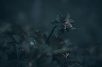 Close-up of wilted flower against blurred background