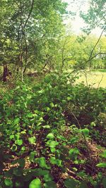 Plants and trees in forest