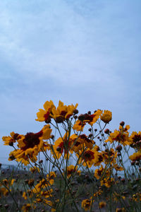 Low angle view of yellow flowering plant against sky