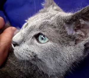 Close-up portrait of cat