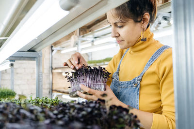 Young female farmer growing microgreens on indoor vertical garden. woman looking after plants. 