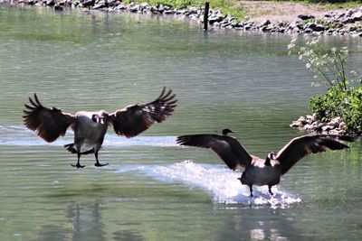 Birds flying over the lake