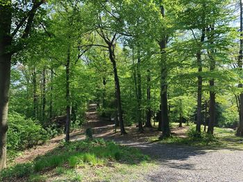 Trees growing in forest