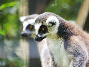 Close-up of lemurs looking away in zoo