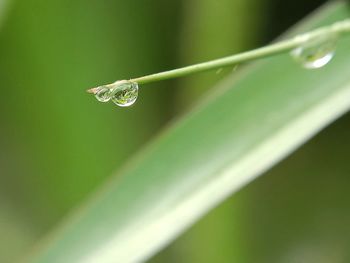 Close-up of water drops on leaf