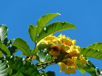 Low angle view of butterfly on plant against clear blue sky