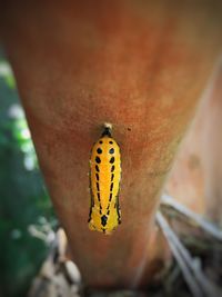 Close-up of insect on hand