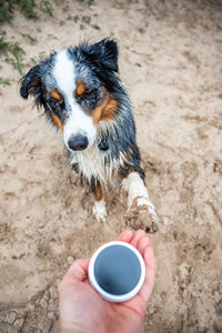Close-up of dog