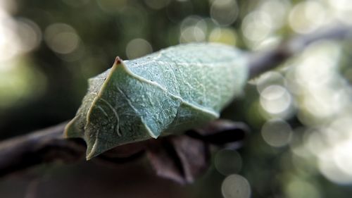 Close-up of caterpillar on plant