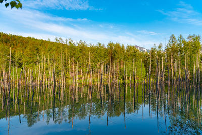 Shirogane blue pond aoiike  in summer, located near shirogane onsen in biei town, hokkaido, japan