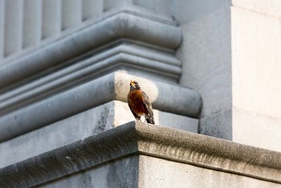 Low angle view of bird perching on steps