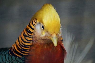 Close-up of bird