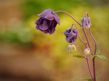 Close-up of wilted flowering plant