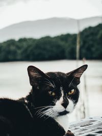 Close-up portrait of a cat