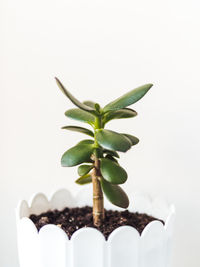 Close-up of potted plant against white background