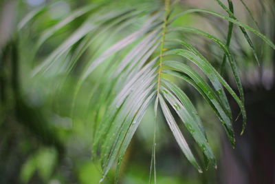 Close-up of wet pine tree