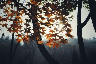 Low angle view of tree against sky during autumn