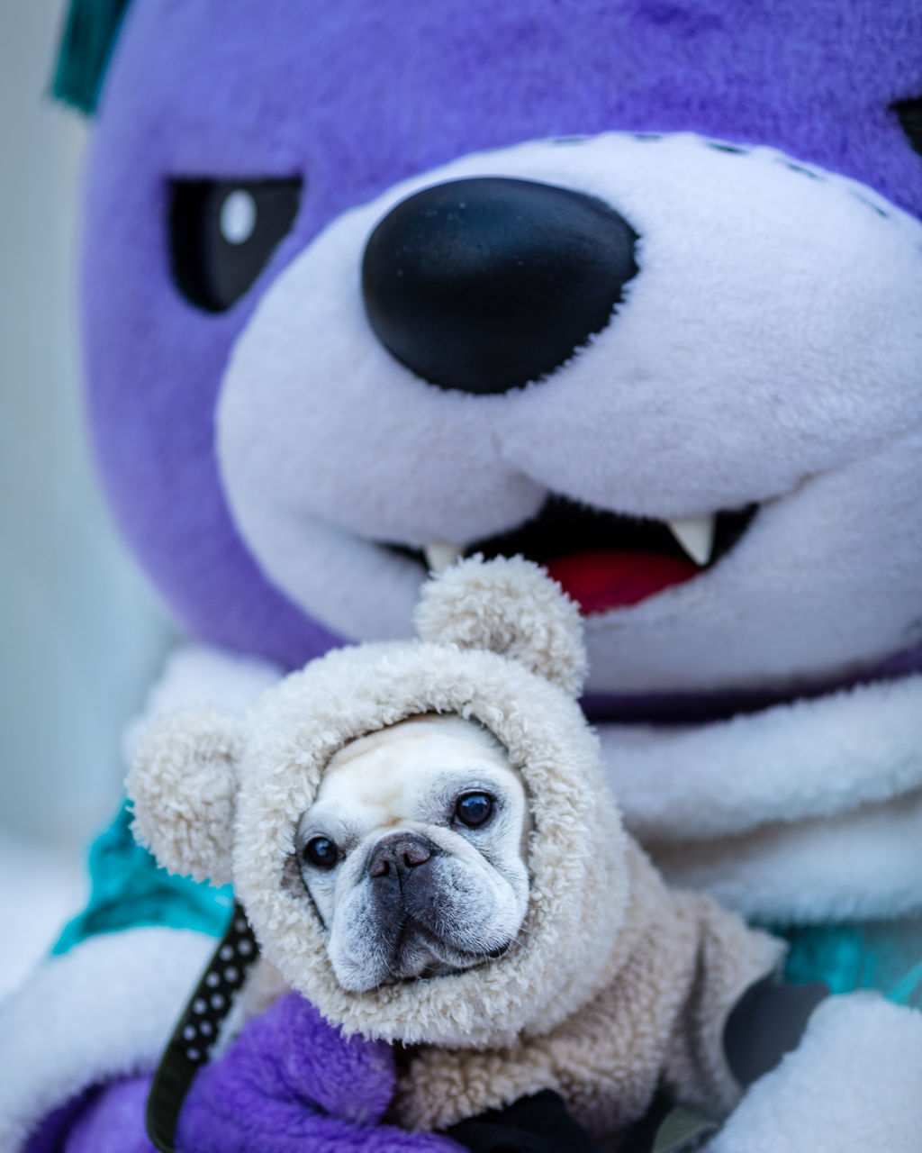 CLOSE-UP OF DOG IN TOY