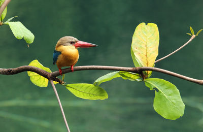 Close-up of bird perching on branch