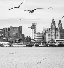 Seagull flying over river